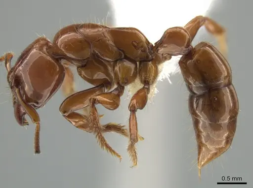 Centromyrmex brachycola specimen CASENT0646180 image casent0646180_3