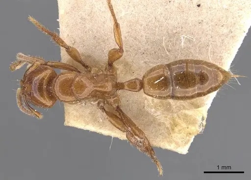 Centromyrmex brachycola specimen CASENT0907209 image casent0907209_1