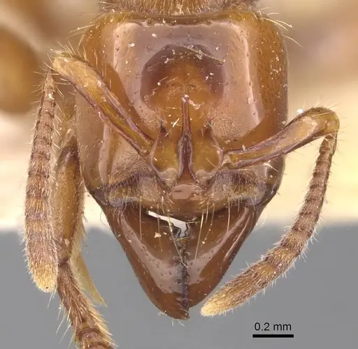 Centromyrmex brachycola specimen CASENT0907209 image casent0907209_2