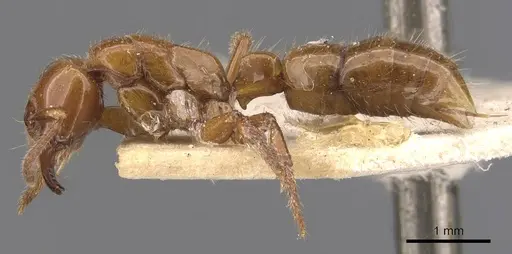 Centromyrmex brachycola specimen CASENT0907209 image casent0907209_3