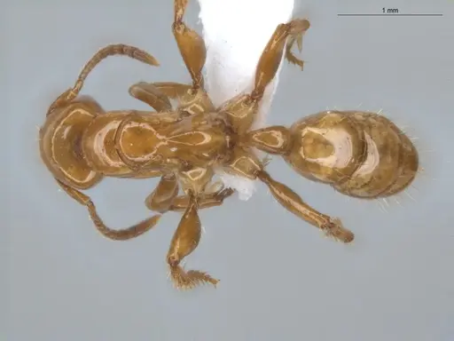Centromyrmex brachycola specimen ECOFOG-BUG-0355-10 image ecofog-bug-0355-10_1