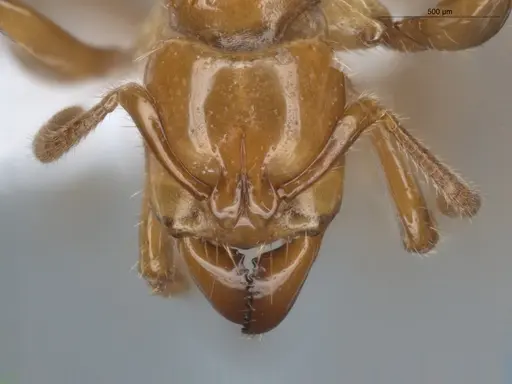 Centromyrmex brachycola specimen ECOFOG-BUG-0355-10 image ecofog-bug-0355-10_2