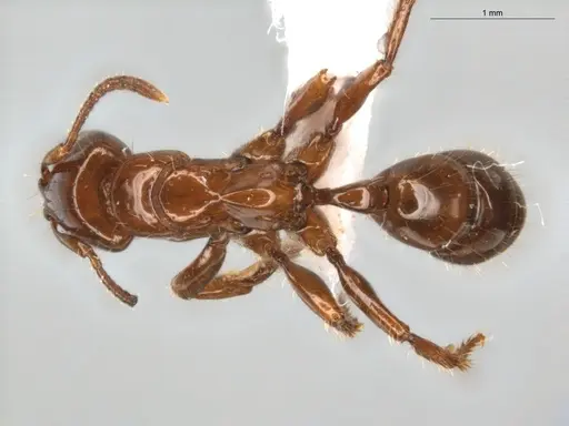 Centromyrmex brachycola specimen ECOFOG-GRS21-0090-01 image ecofog-grs21-0090-01_1