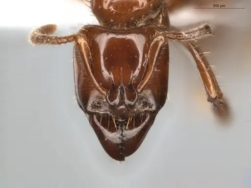 Centromyrmex brachycola specimen ECOFOG-GRS21-0090-01 image ecofog-grs21-0090-01_2