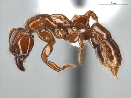 Centromyrmex brachycola specimen ECOFOG-GRS21-0090-01 image ecofog-grs21-0090-01_3