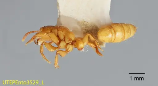 Centromyrmex brachycola specimen UTEPENTO3529 image utepento3529_1