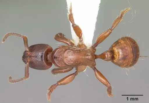 Centromyrmex decessor specimen CASENT0102993 image casent0102993_1