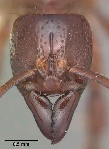 Centromyrmex decessor specimen CASENT0102993 image casent0102993_2