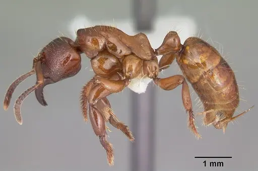 Centromyrmex decessor specimen CASENT0102993 image casent0102993_3