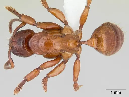 Centromyrmex decessor specimen CASENT0178744 image casent0178744_1