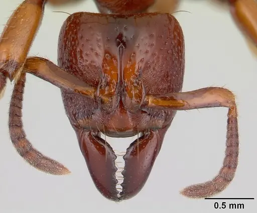 Centromyrmex decessor specimen CASENT0178744 image casent0178744_2