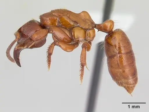 Centromyrmex decessor specimen CASENT0178744 image casent0178744_3