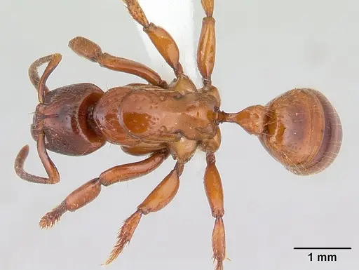 Centromyrmex decessor specimen CASENT0178745 image casent0178745_1