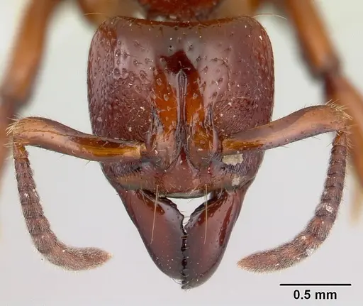 Centromyrmex decessor specimen CASENT0178745 image casent0178745_2