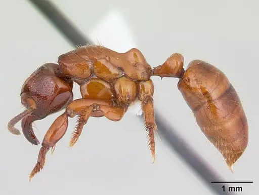 Centromyrmex decessor specimen CASENT0178745 image casent0178745_3