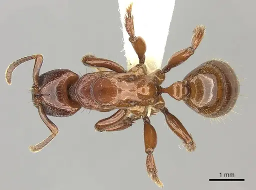 Centromyrmex decessor specimen CASENT0260516 image casent0260516_1
