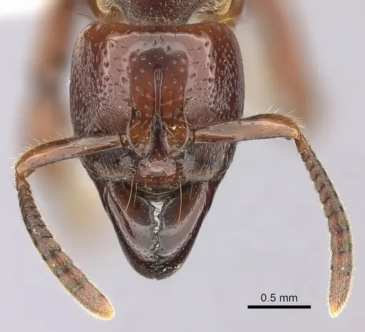 Centromyrmex decessor specimen CASENT0260516 image casent0260516_2