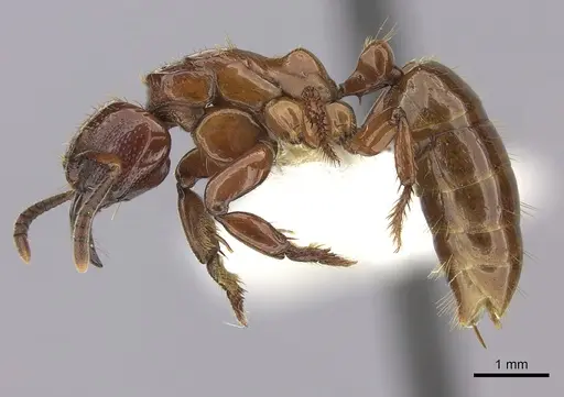 Centromyrmex decessor specimen CASENT0260516 image casent0260516_3