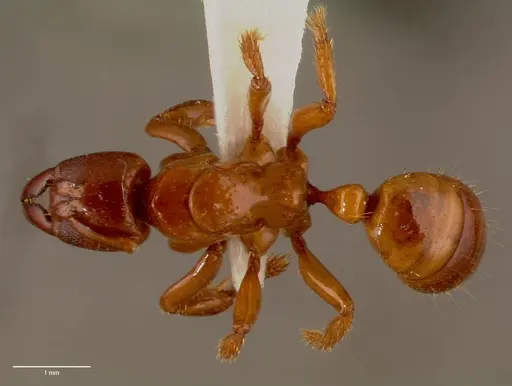 Centromyrmex decessor specimen SAM-HYM-C007974B image sam-hym-c007974b_1