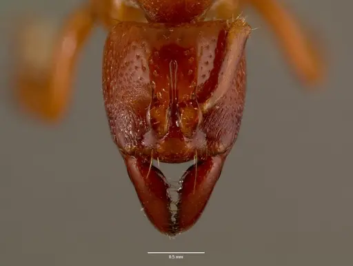 Centromyrmex decessor specimen SAM-HYM-C007974B image sam-hym-c007974b_2