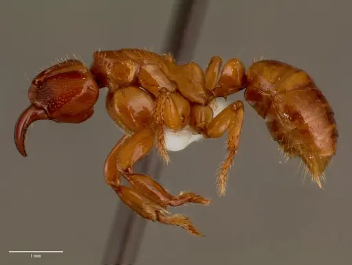 Centromyrmex decessor specimen SAM-HYM-C007974B image sam-hym-c007974b_3