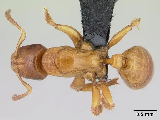 Centromyrmex ereptor specimen CASENT0081171 image casent0081171_1