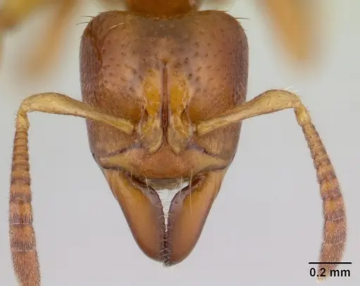 Centromyrmex ereptor specimen CASENT0081171 image casent0081171_2