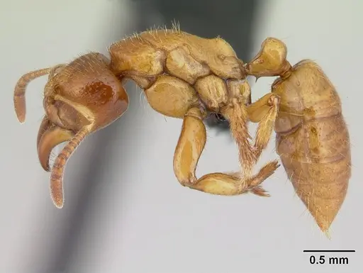 Centromyrmex ereptor specimen CASENT0081171 image casent0081171_3