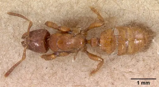 Centromyrmex feae specimen CASENT0102120 image casent0102120_1