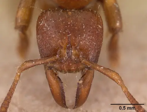 Centromyrmex feae specimen CASENT0102120 image casent0102120_2