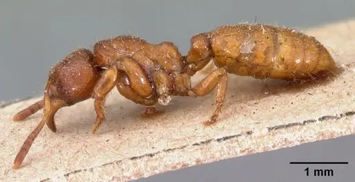 Centromyrmex feae specimen CASENT0102120 image casent0102120_3
