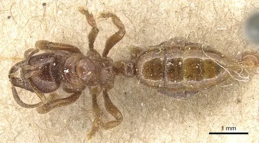Centromyrmex feae specimen CASENT0903860 image casent0903860_1