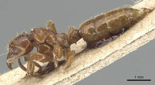 Centromyrmex feae specimen CASENT0903860 image casent0903860_3