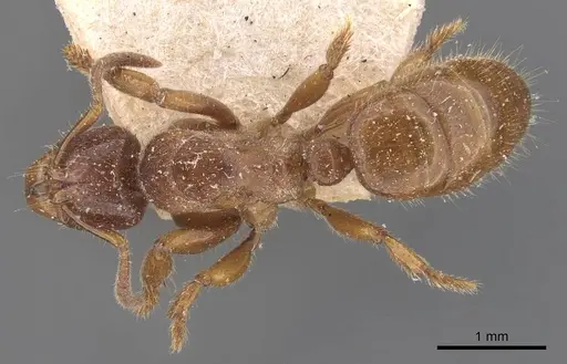 Centromyrmex feae specimen CASENT0907210 image casent0907210_1