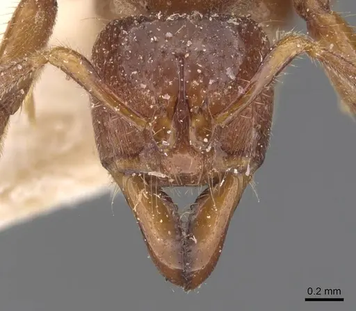 Centromyrmex feae specimen CASENT0907210 image casent0907210_2