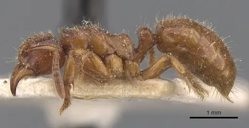 Centromyrmex feae specimen CASENT0907210 image casent0907210_3