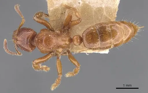 Centromyrmex feae specimen CASENT0907211 image casent0907211_1