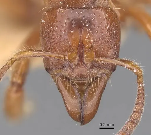 Centromyrmex feae specimen CASENT0907211 image casent0907211_2