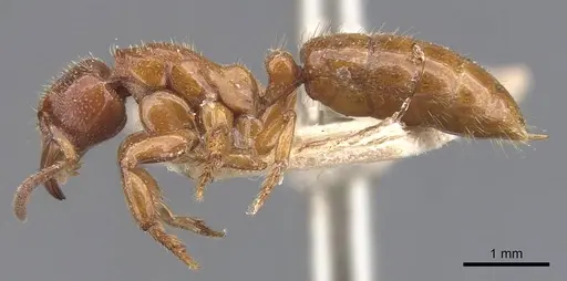 Centromyrmex feae specimen CASENT0907211 image casent0907211_3