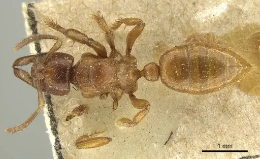 Centromyrmex feae specimen CASENT0915651 image casent0915651_1
