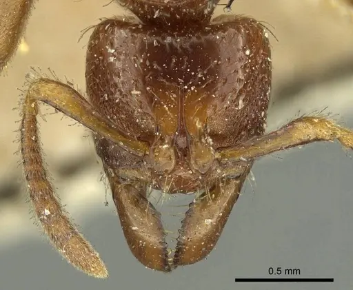 Centromyrmex feae specimen CASENT0915651 image casent0915651_2