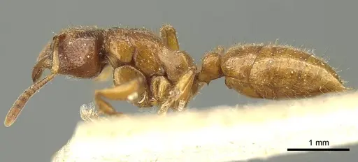 Centromyrmex feae specimen CASENT0915651 image casent0915651_3