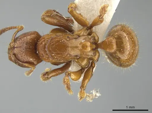 Centromyrmex feae specimen ZRC image zrc_hym_0000493_1