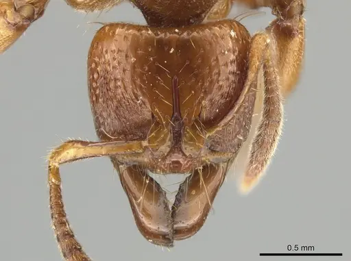 Centromyrmex feae specimen ZRC image zrc_hym_0000493_2