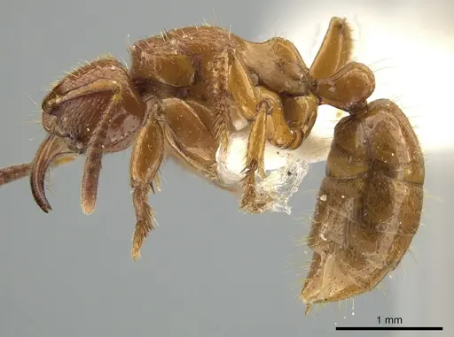 Centromyrmex feae specimen ZRC image zrc_hym_0000493_3