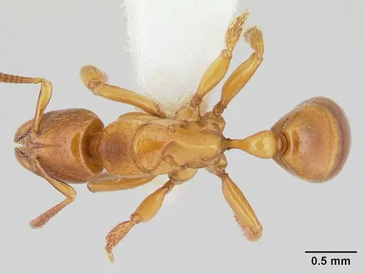 Centromyrmex fugator specimen CASENT0178747 image casent0178747_1