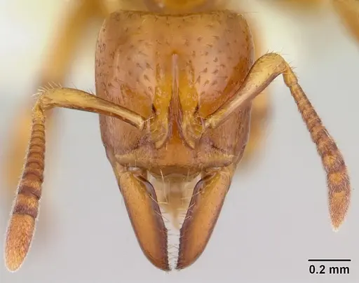 Centromyrmex fugator specimen CASENT0178747 image casent0178747_2