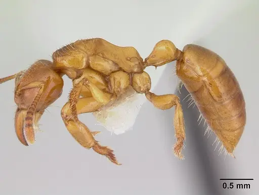 Centromyrmex fugator specimen CASENT0178747 image casent0178747_3