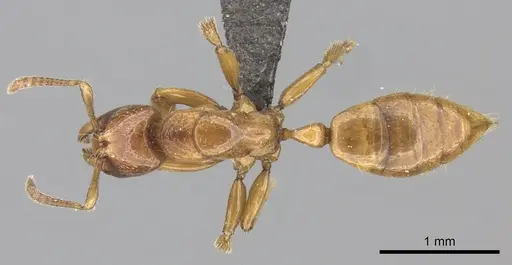 Centromyrmex fugator specimen CASENT0235867 image casent0235867_1