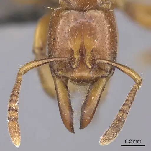 Centromyrmex fugator specimen CASENT0235867 image casent0235867_2